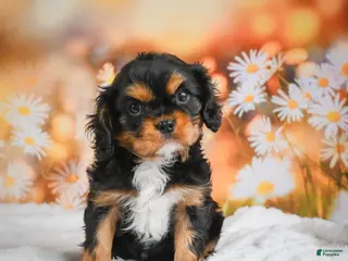 Cavalier King Charles Spaniel dogs for sale: Cavalier King Charles Spaniel Puppy 1 - Ad 2