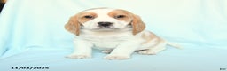 Beagle dogs for sale: Spot - Ad 2