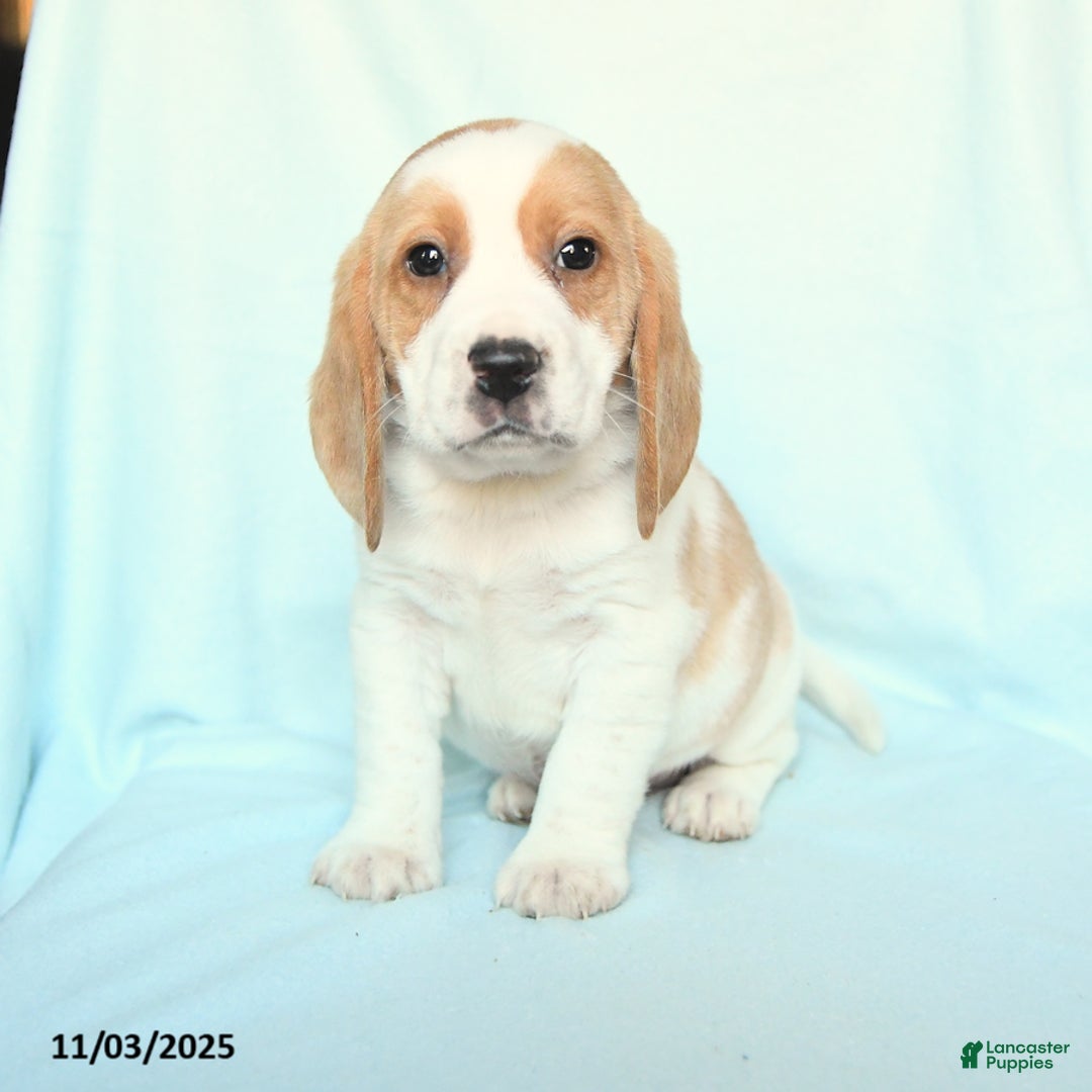 Beagle dogs for sale: Spot - Ad 2