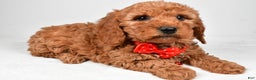 Mini Goldendoodle dogs for sale: Ritz f one b - Ad 2