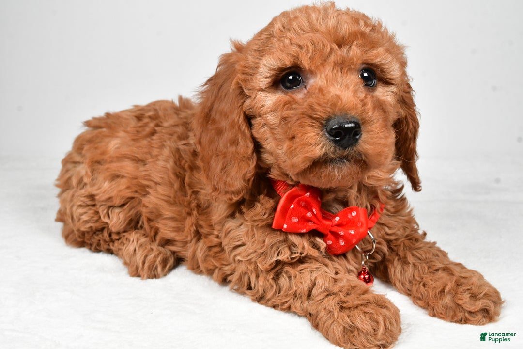 Mini Goldendoodle dogs for sale: Ritz f one b - Ad 2