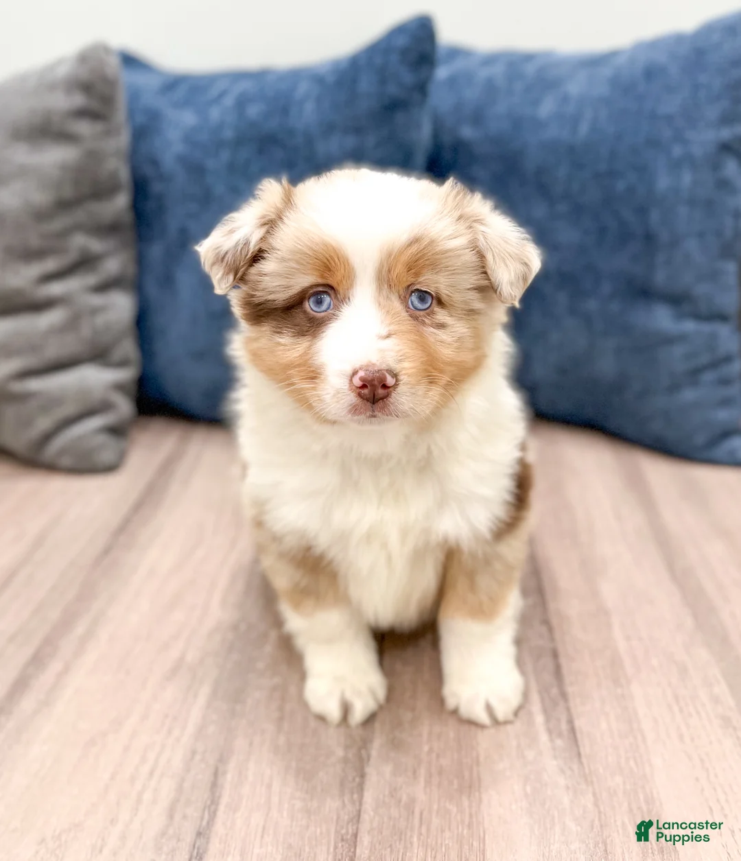 Miniature Australian Shepherd dogs for sale: Rose - Ad 1