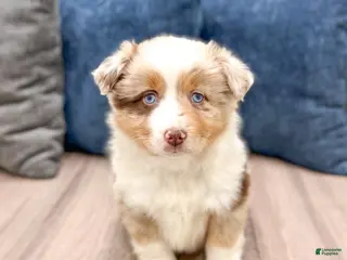 Miniature Australian Shepherd dogs Rose - Ad 31