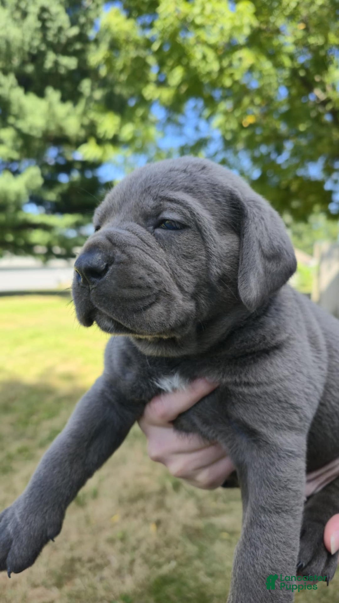 Blue Brindle Cane Corso For Sale Legal Cane Corso England Blue