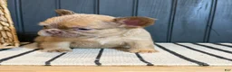French Bulldog dogs for sale: Cashmere - Ad 7