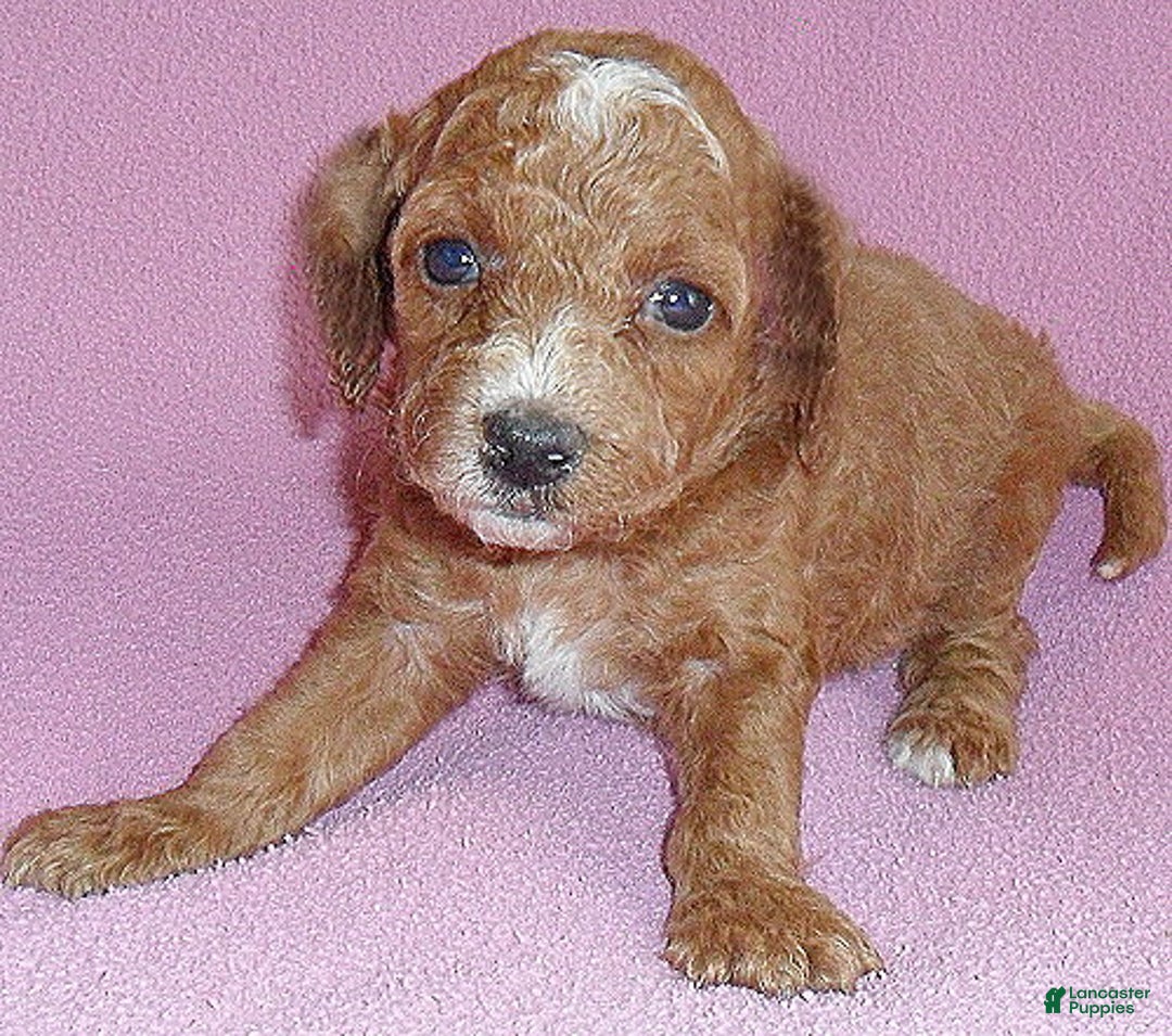 Cockapoo dogs for sale: Sophie - Ad 5