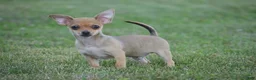 Chihuahua dogs for sale: Andre - Ad 7