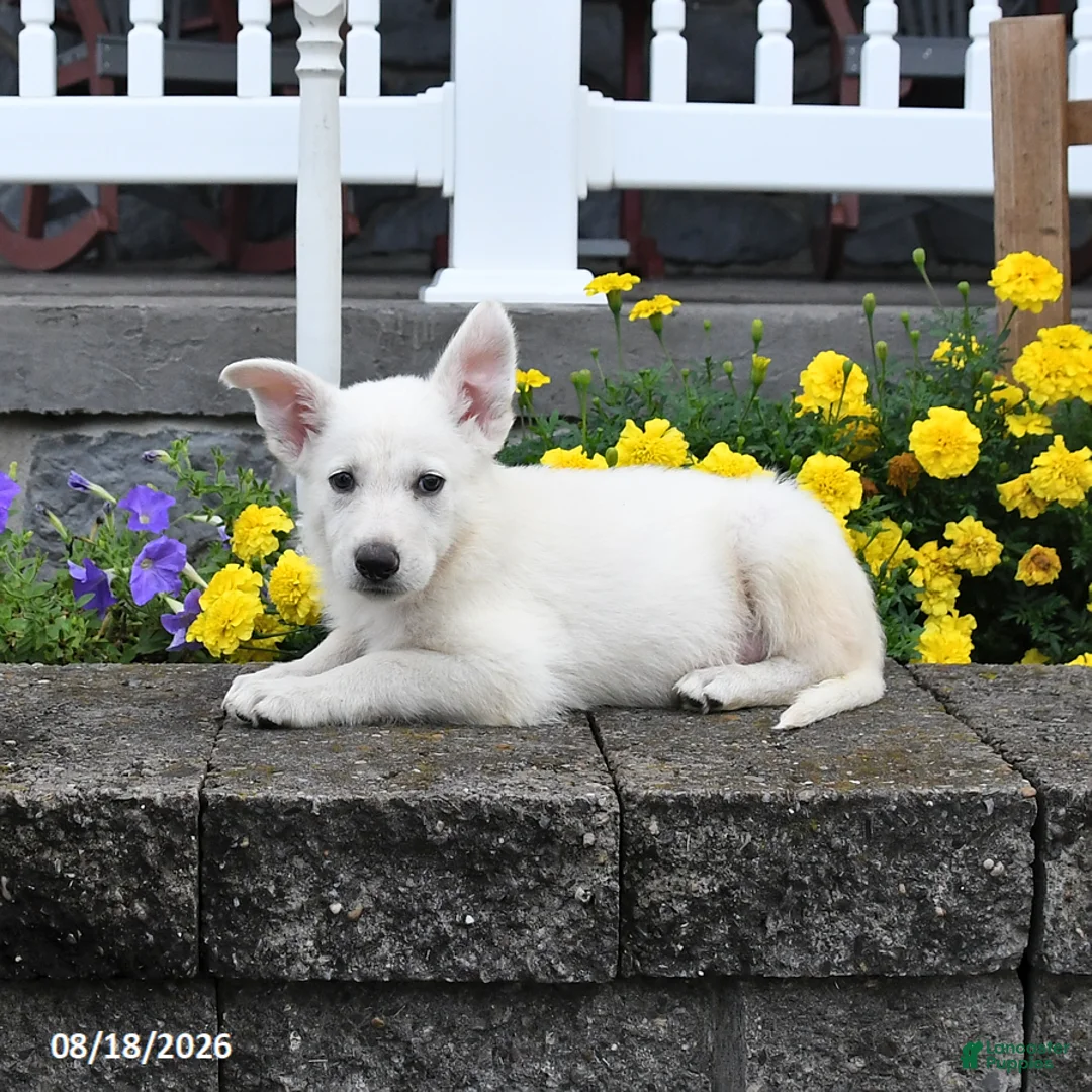 German Shepherd dogs for sale: Monty - Ad 3