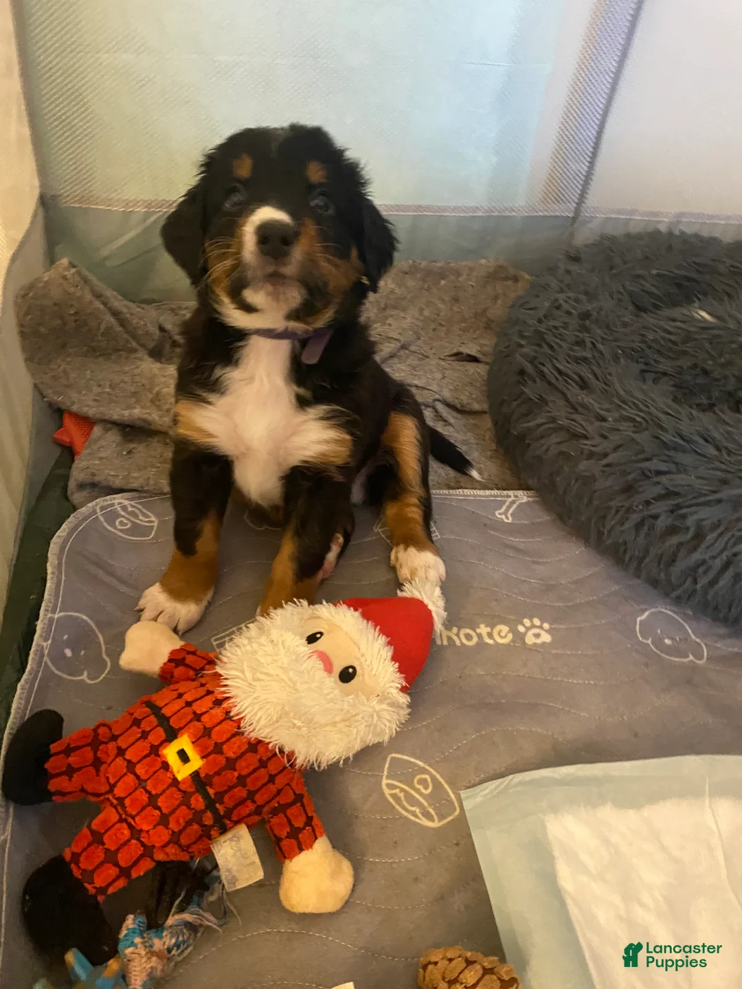 Bernedoodle dogs for sale: Bernedoodle Puppy 1 - Ad 3
