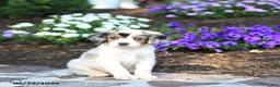 Mini Bernedoodle dogs for sale: Parker - Ad 5
