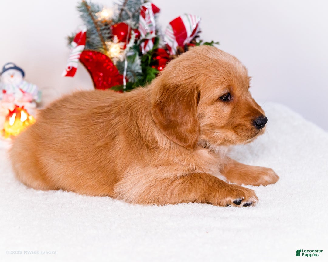 Golden Retriever dogs for sale: Elana - Ad 10