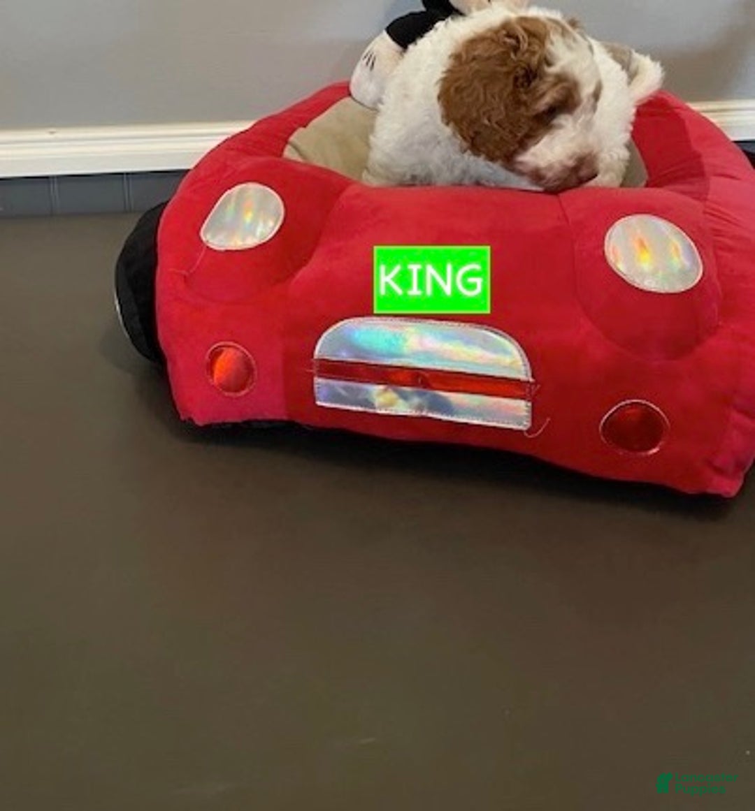 Miniature Labradoodle dogs for sale: Labradoodle Puppy 3 - Ad 7