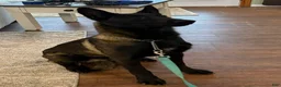 Belgian Malinois dogs for sale: Belgian Malinois Puppy 2 - Ad 4