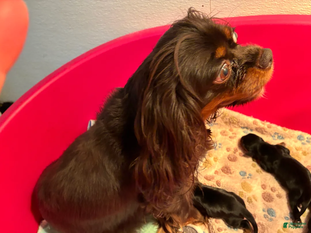 Cavalier King Charles Spaniel dogs for sale: Cavalier King Charles Spaniel 4 - Ad 1