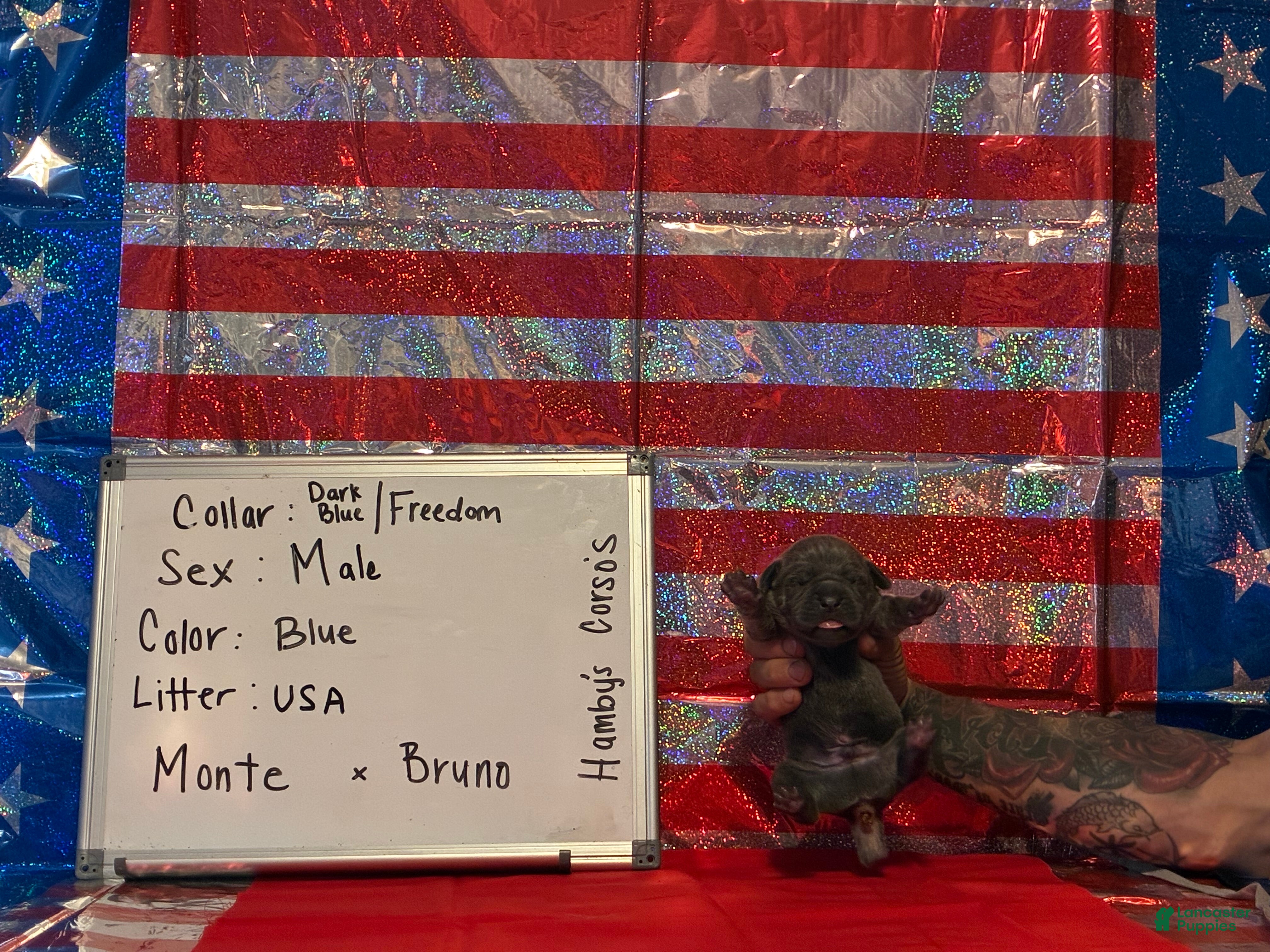 Cane Corso dogs Freedom - Ad 31