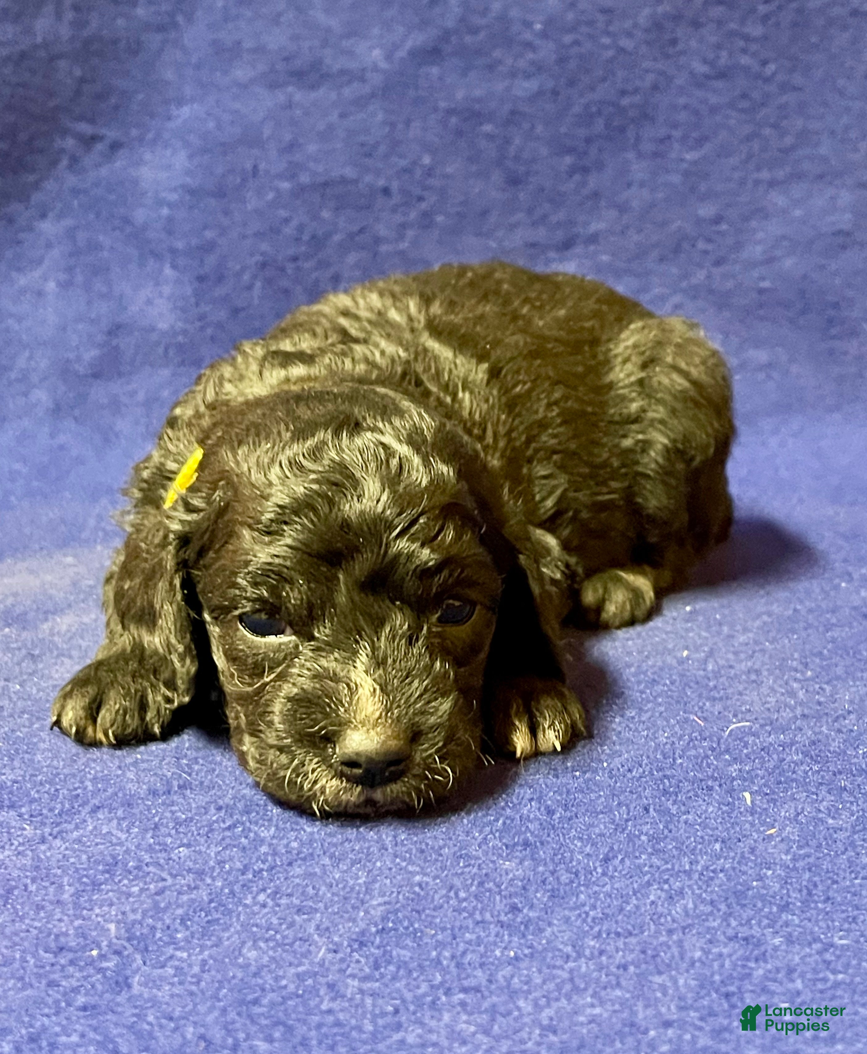 Cockapoo dogs Milo - Ad 2