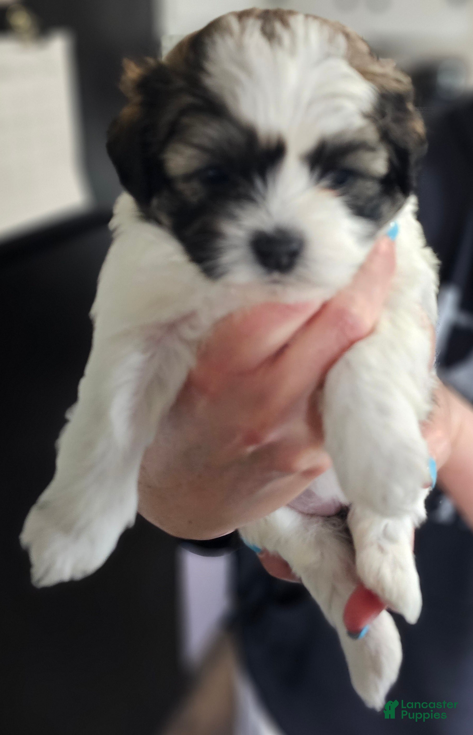 Teddy Bear dogs Savannah - Ad 2
