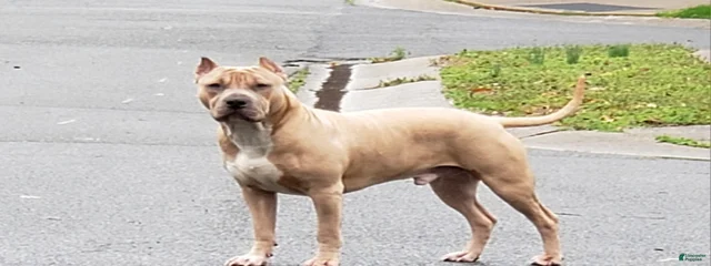 Duke