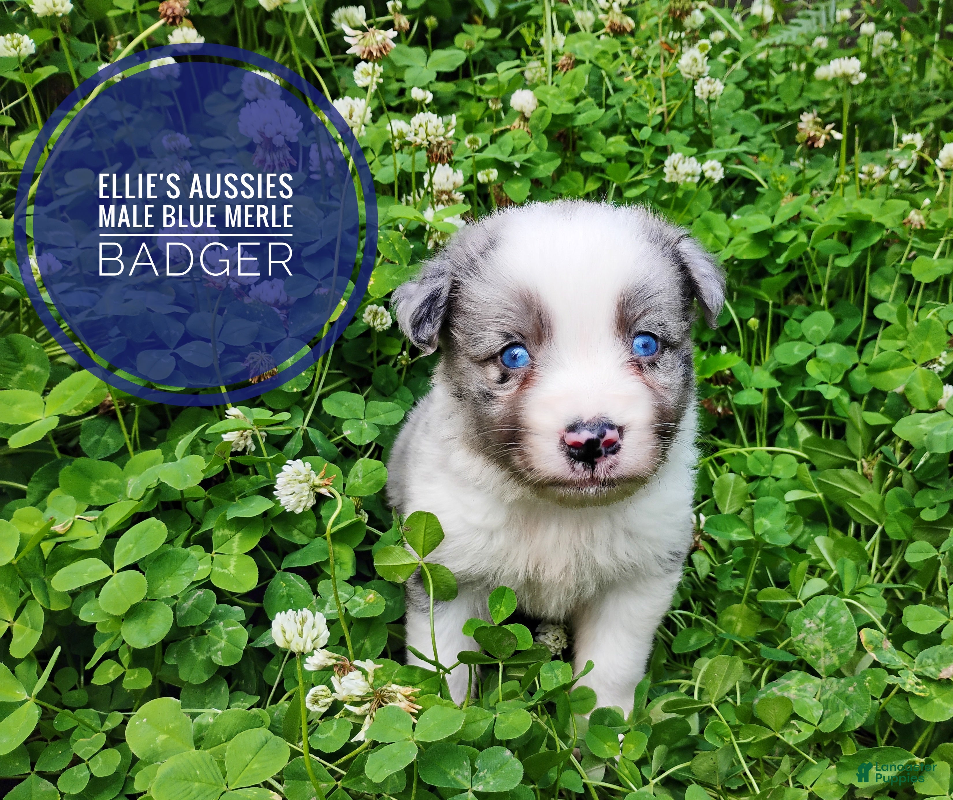 Miniature Australian Shepherd dogs Badger  - Ad 2