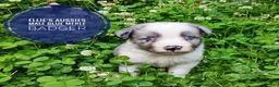 Miniature Australian Shepherd dogs for sale: Badger  - Ad 2