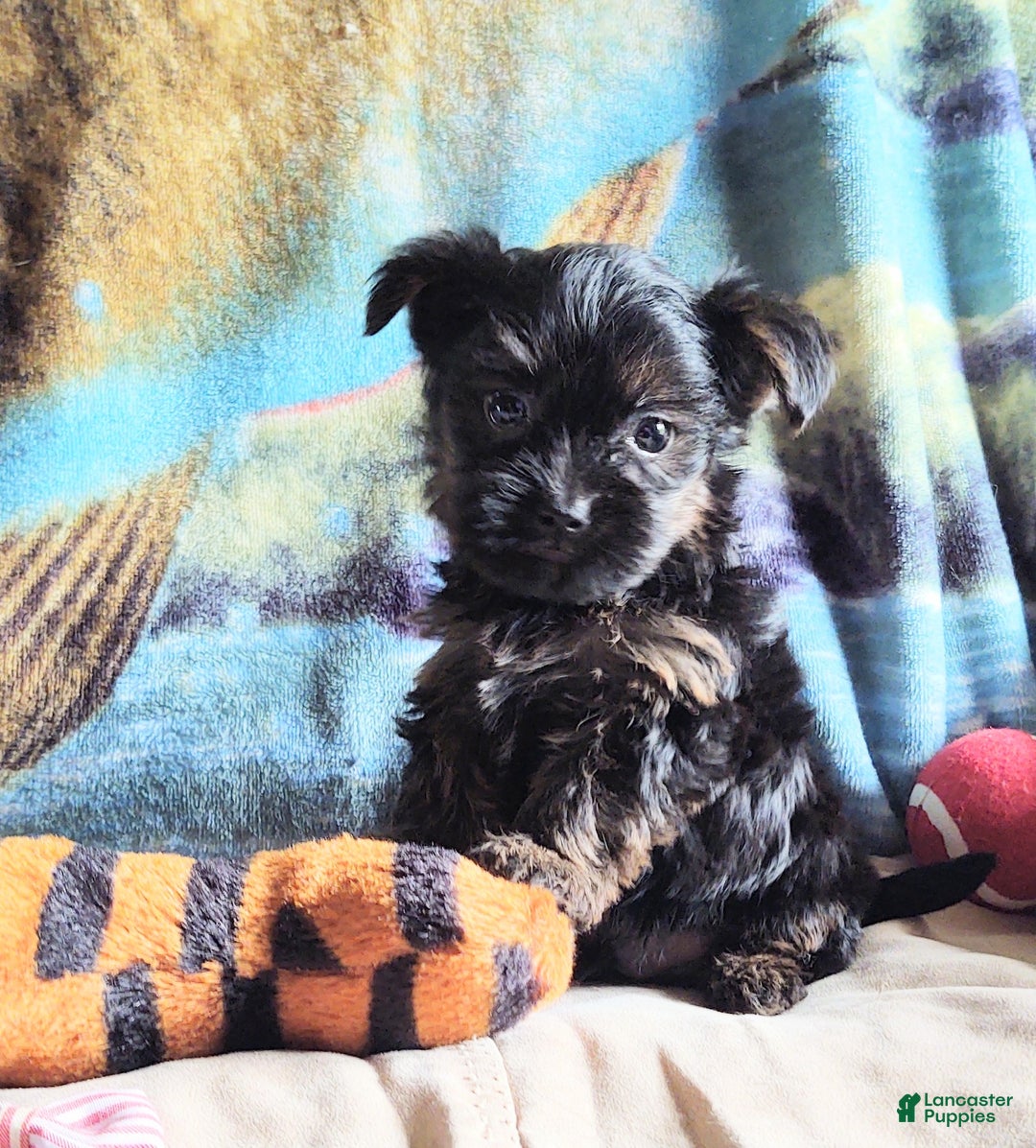 Yorkiepoo dogs for sale: Chop chop  - Ad 5