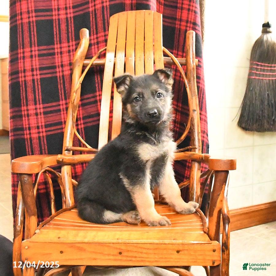 German Shepherd dogs Peaches - Ad 32