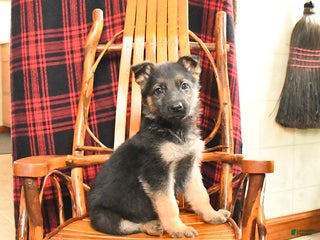 German Shepherd dogs Peaches - Ad 11