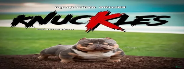 Knuckles