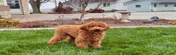 Cavapoo dogs for sale: Kaylee - Ad 2