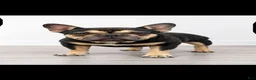 French Bulldog dogs for sale: Gus - Ad 4