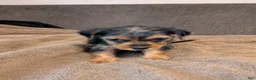 Yorkshire Terrier dogs for sale: Blossom - Ad 7
