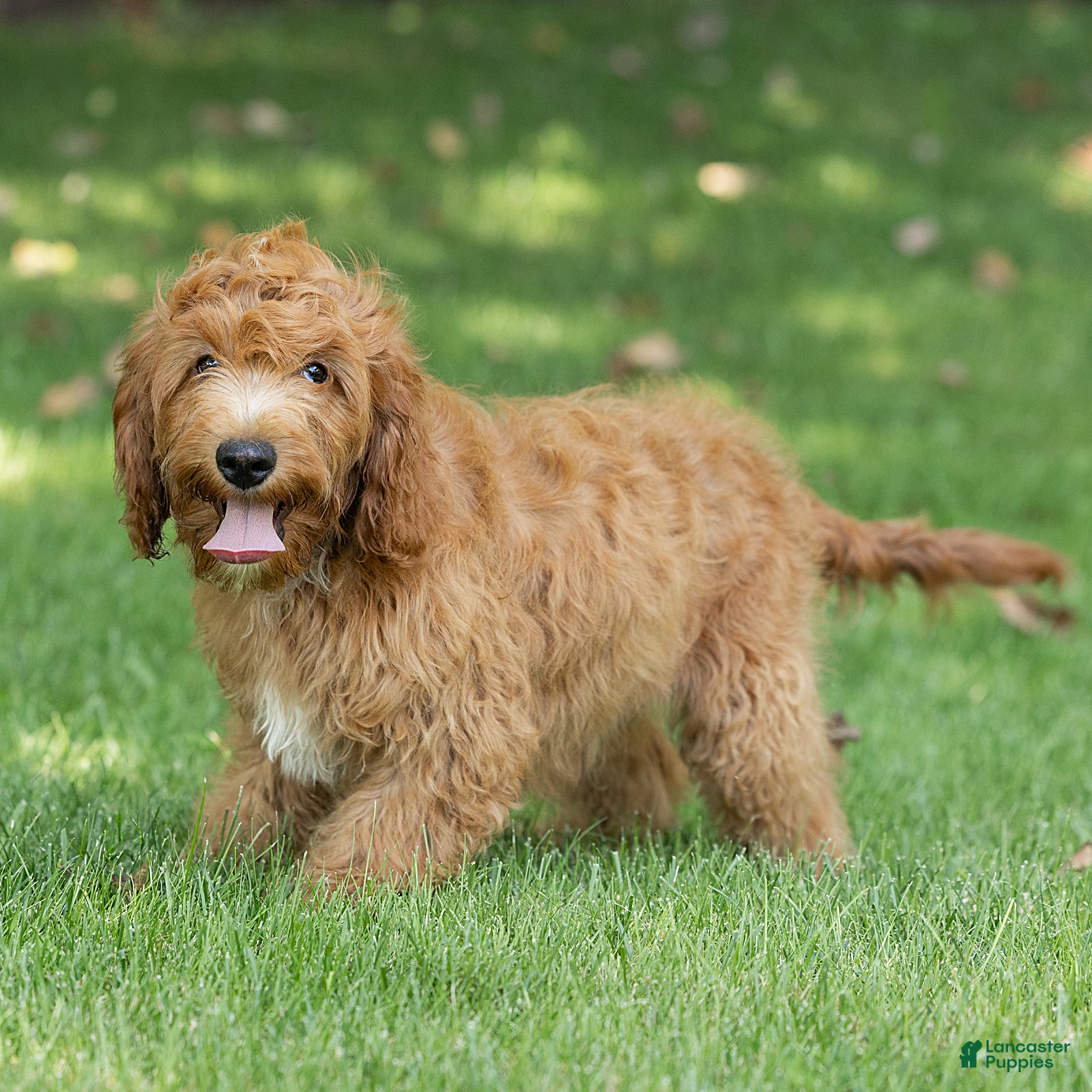 Cavapoo dogs Jasper Cavapoo  - Ad 2