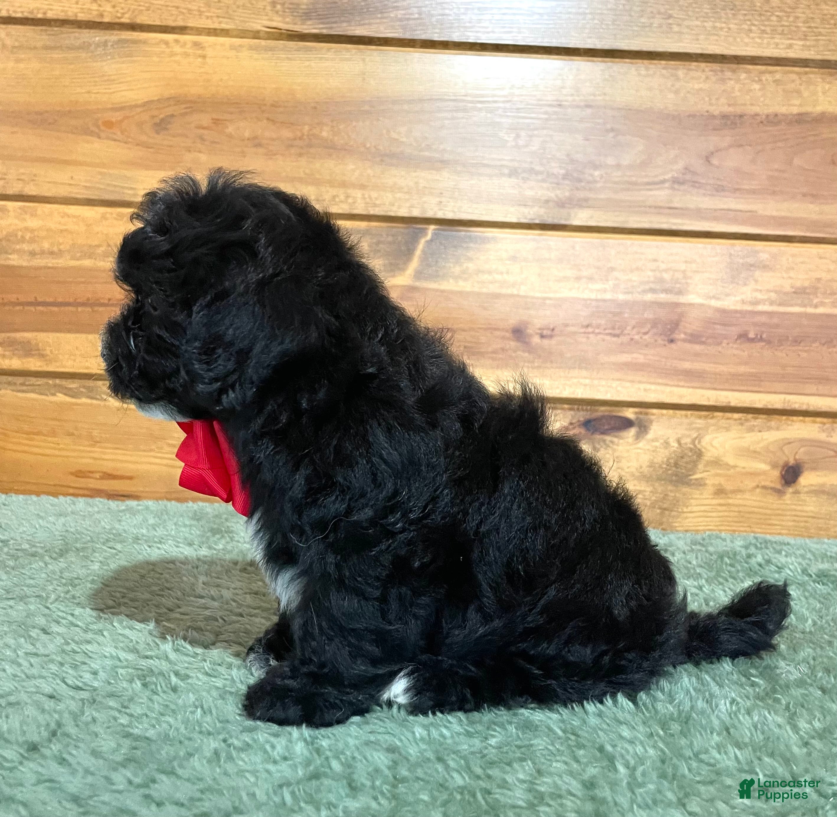 Shihpoo dogs Jett - Ad 2