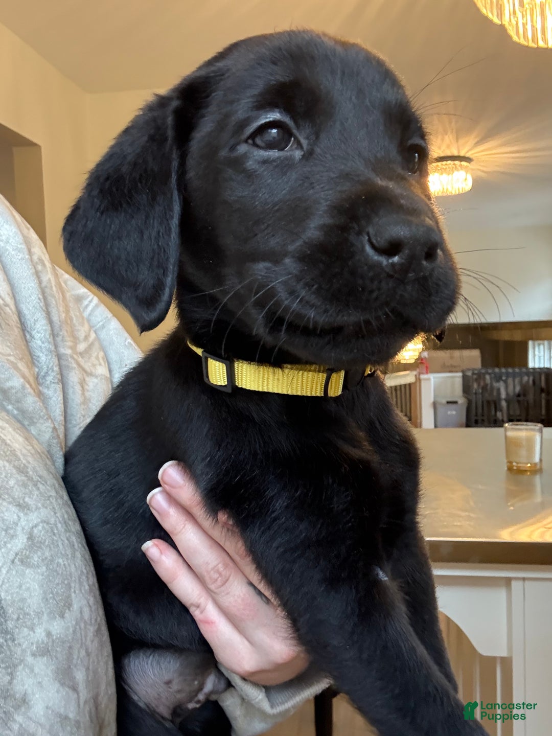 Labrador Retriever dogs for sale: Labrador Retriever Puppy- Yellow collar - Ad 3