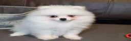 Pomeranian dogs for sale: Nugget - Ad 10
