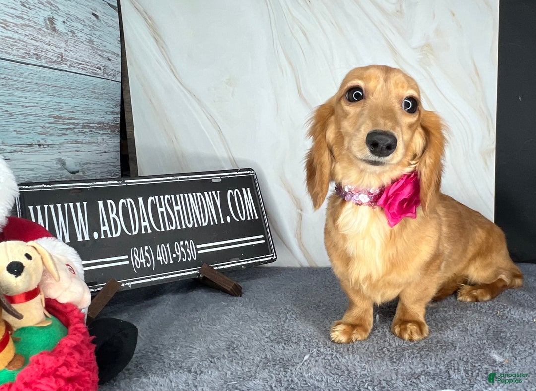 Miniature Dachshund dogs for sale: Female import puppy- uses pads - Ad 14