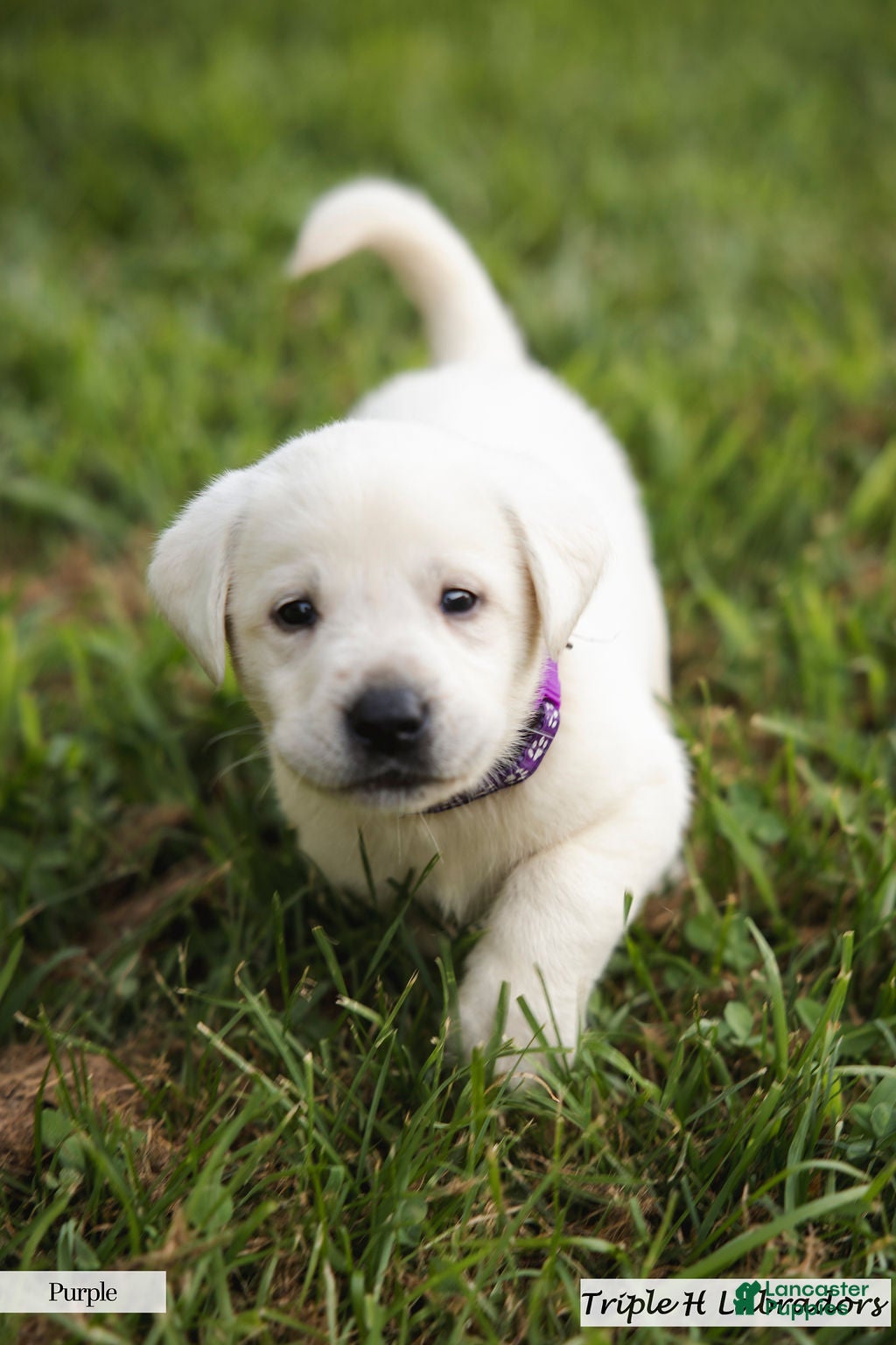 Labrador Retriever dogs for sale: Purple Collar - Ad 3