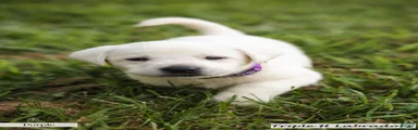 Purple Collar