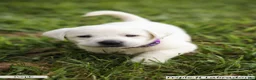 Labrador Retriever dogs for sale: Purple Collar - Ad 1