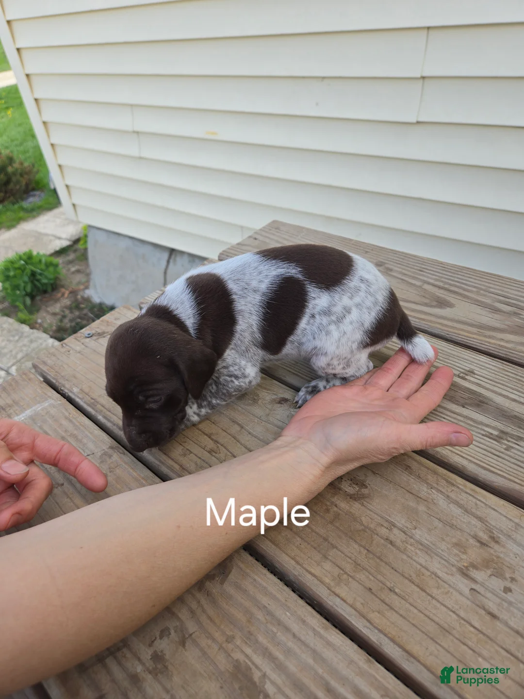 German Shorthaired Pointer dogs for sale: Maple  - Ad 2