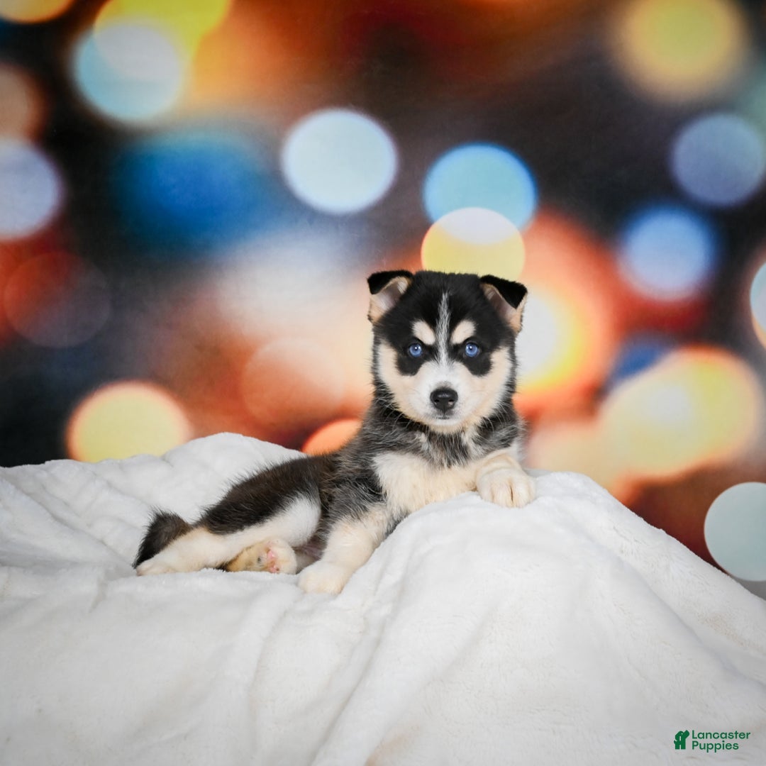 Pomsky dogs for sale: Pablo - Ad 10