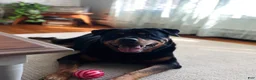 Rottweiler dogs for sale: Rottweiler 1 - Ad 7