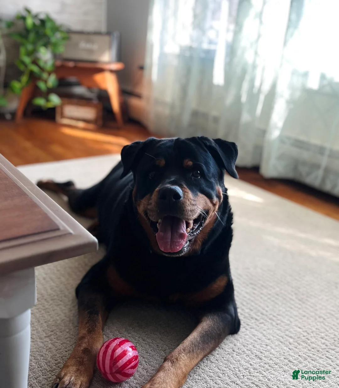 Rottweiler dogs for sale: Rottweiler 1 - Ad 7