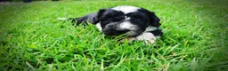 Havapoo dogs for sale: Savvy - Ad 16