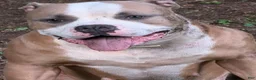 American Bully dogs for sale: American Bully 4.   (Nebula) - Ad 12