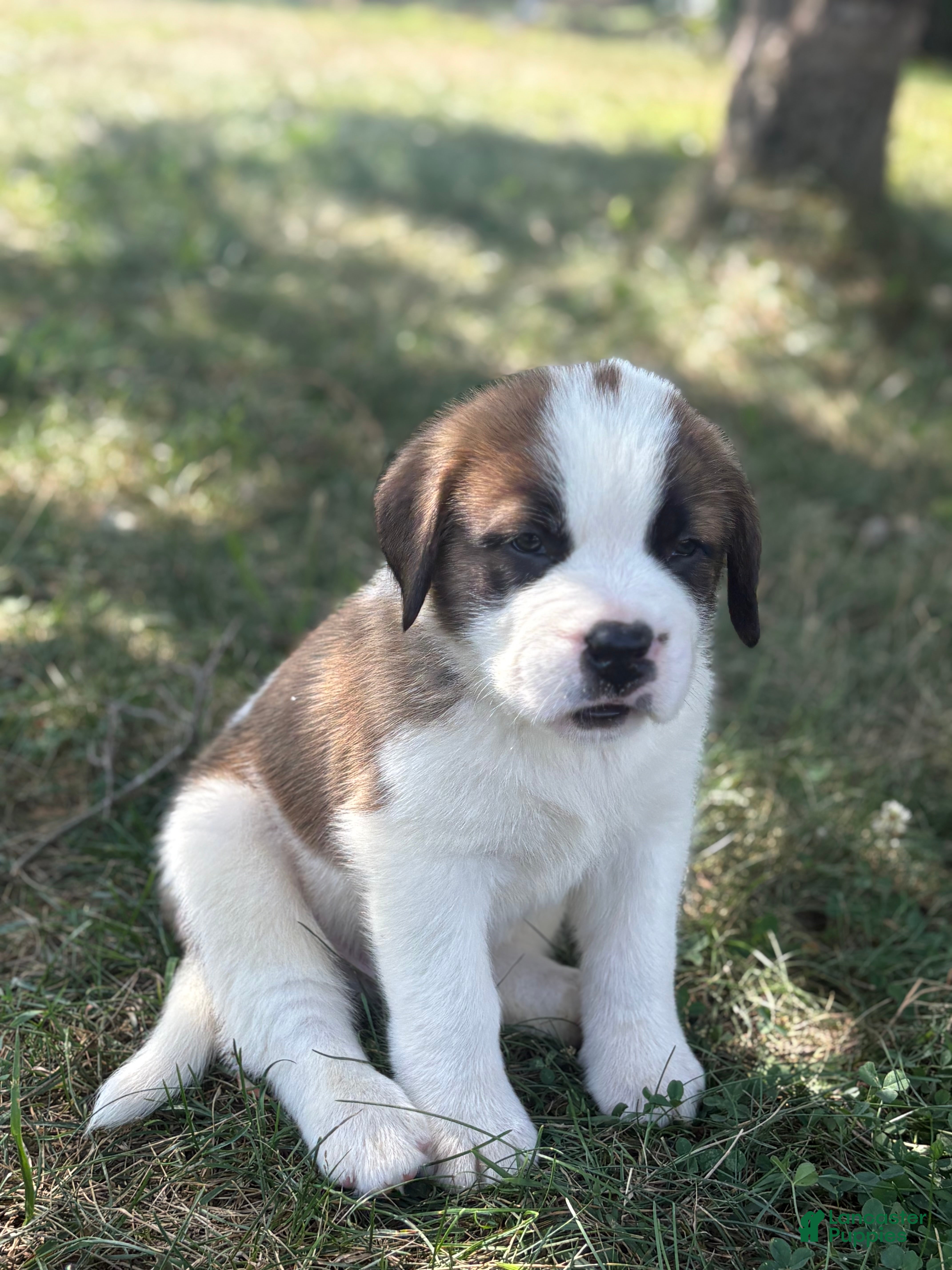 Saint Bernard dogs Zuma  - Ad 2