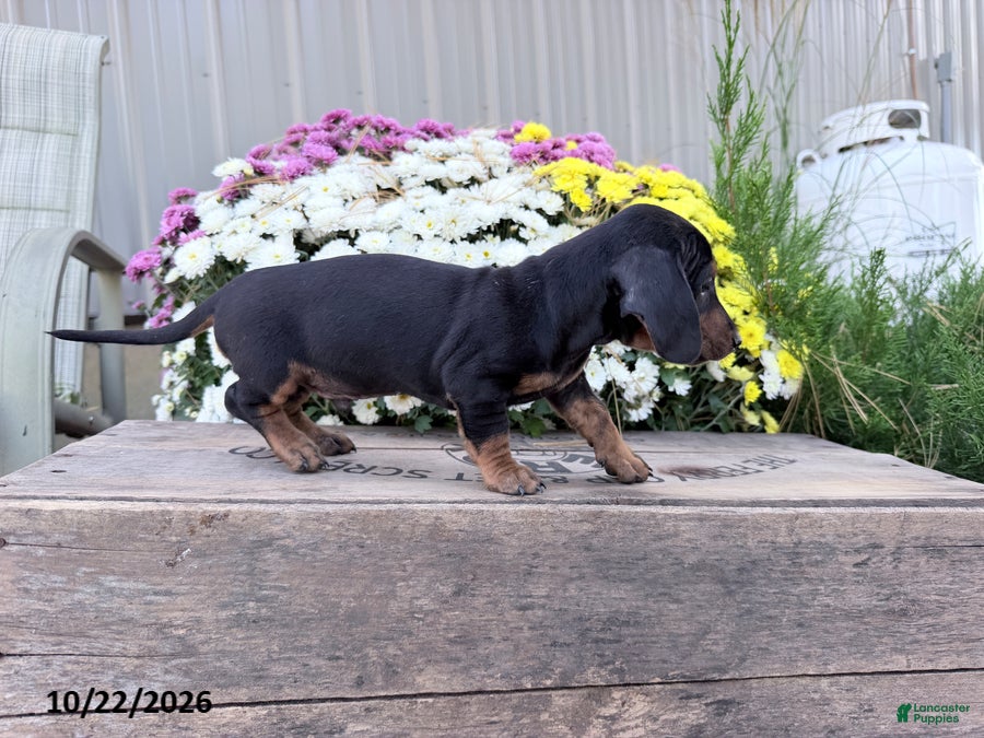 Miniature Dachshund dogs for sale: Duke - Ad 2