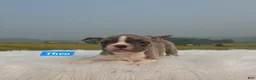 Frenchton dogs for sale: Theo - Ad 4