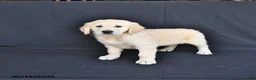 Golden Retriever dogs for sale: Jace - Ad 3
