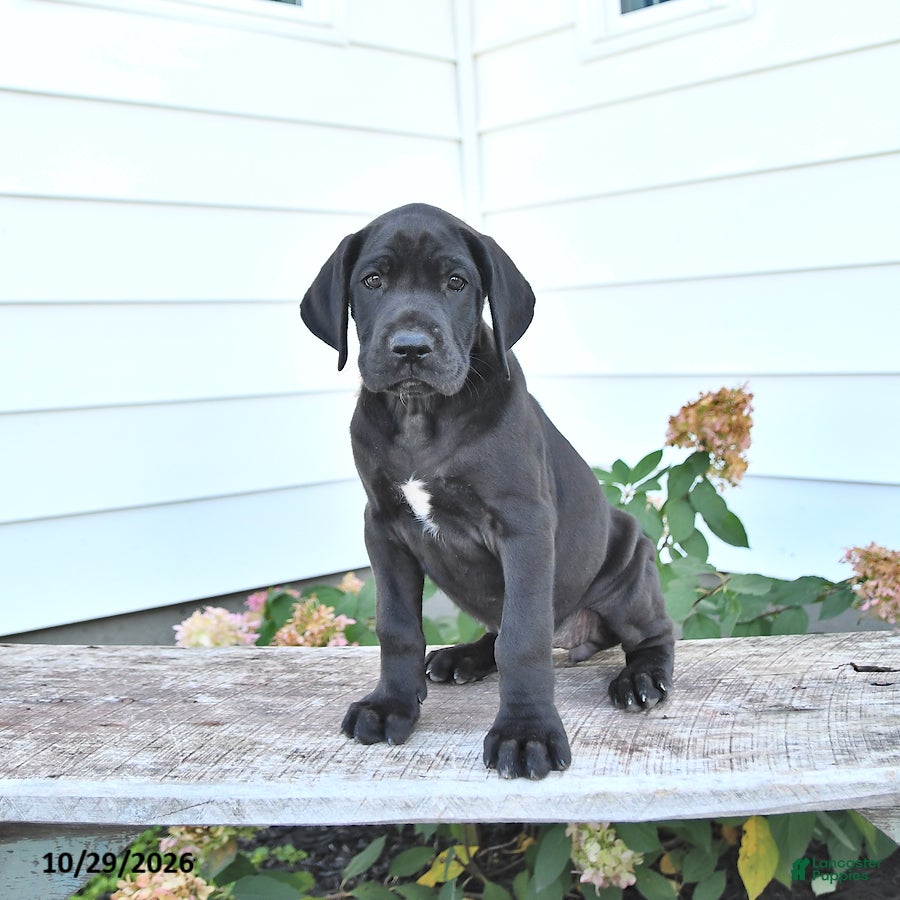 Great Dane dogs for sale: Dina - Ad 1